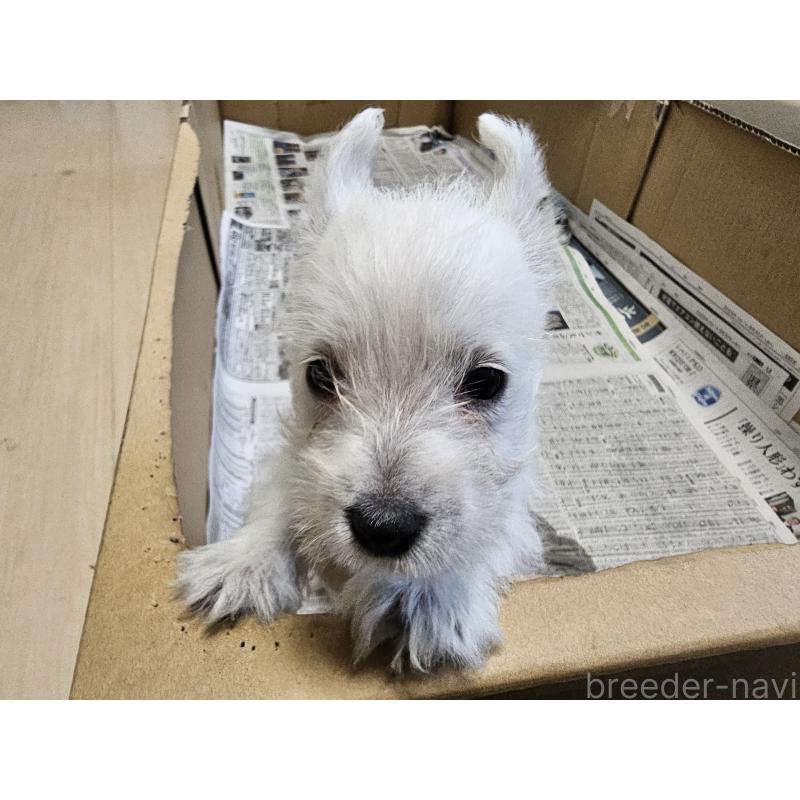 販売中の愛知県のウエストハイランドホワイトテリア(ウエスティ)-414811の6枚目