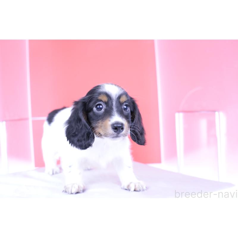 成約済の愛知県のミニチュアダックスフンド(ロングヘアード)-409925の14枚目