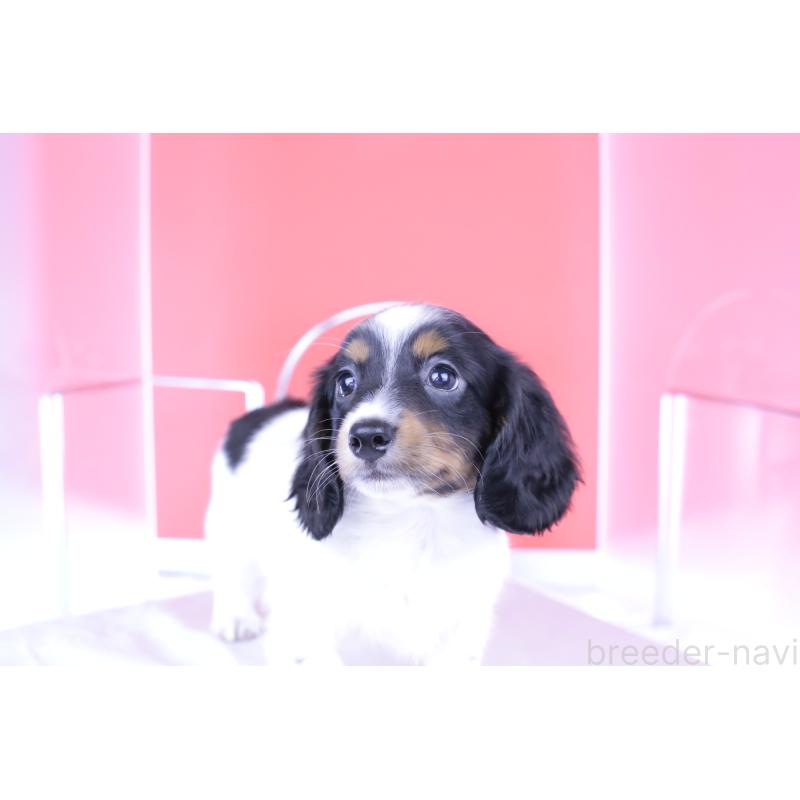 成約済の愛知県のミニチュアダックスフンド(ロングヘアード)-409925の13枚目