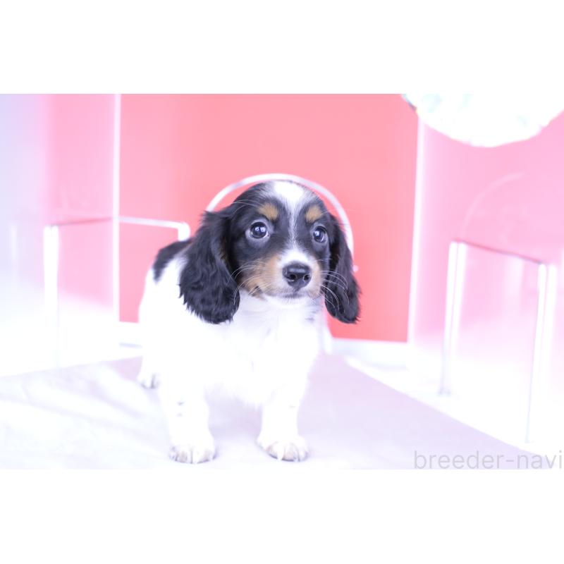 成約済の愛知県のミニチュアダックスフンド(ロングヘアード)-409925の12枚目