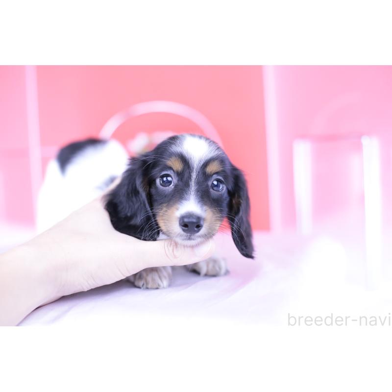 成約済の愛知県のミニチュアダックスフンド(ロングヘアード)-409925の9枚目