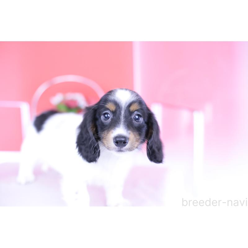 成約済の愛知県のミニチュアダックスフンド(ロングヘアード)-409925の8枚目