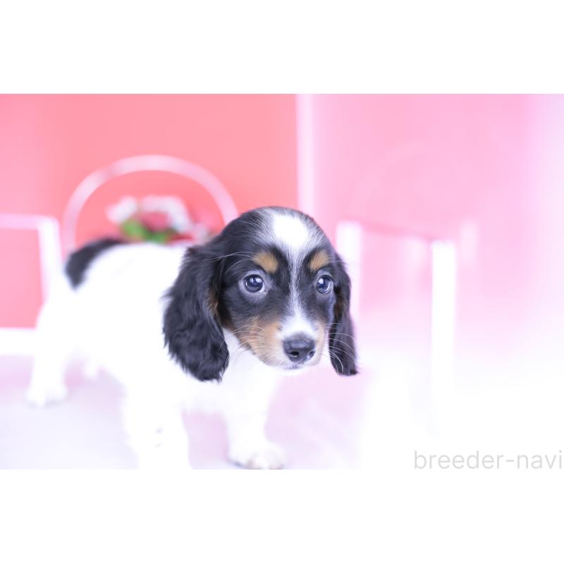 成約済の愛知県のミニチュアダックスフンド(ロングヘアード)-409925の7枚目