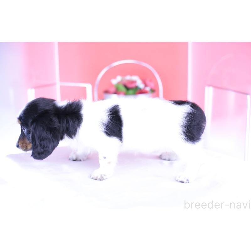 成約済の愛知県のミニチュアダックスフンド(ロングヘアード)-409925の2枚目