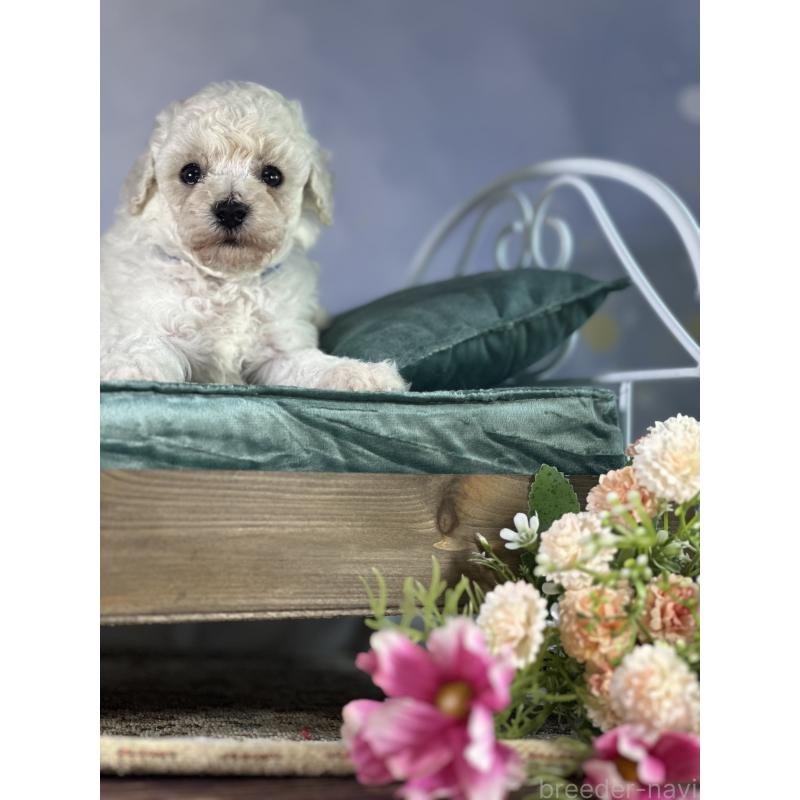 成約済の京都府のトイプードル-413395の34枚目