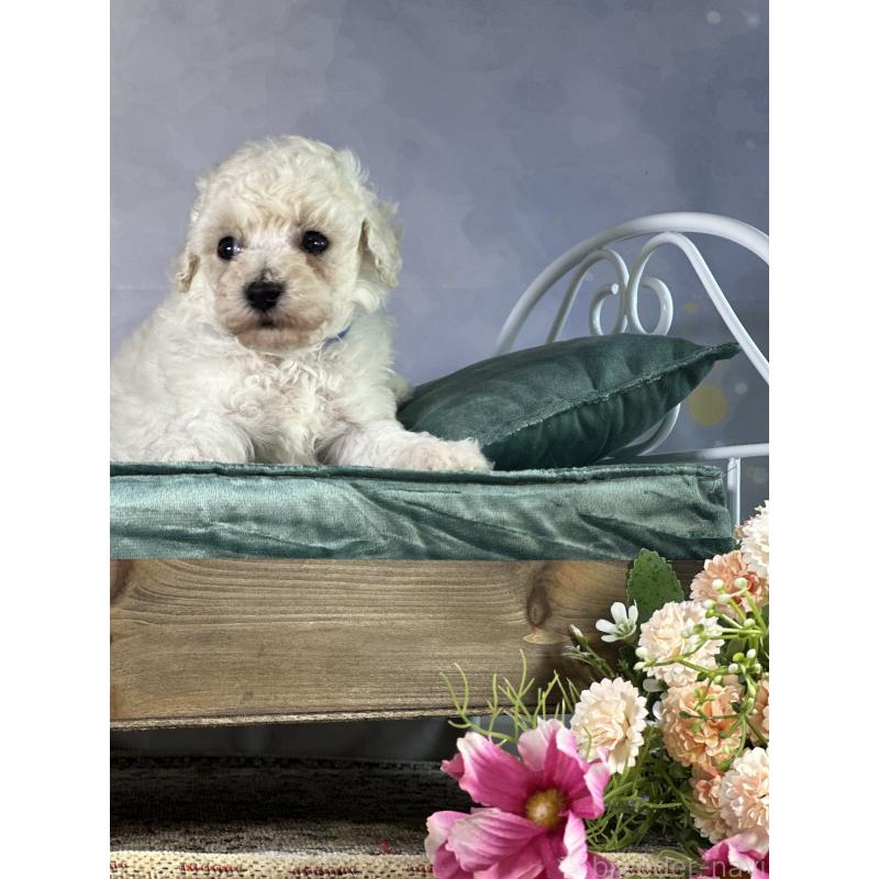 成約済の京都府のトイプードル-413395の33枚目