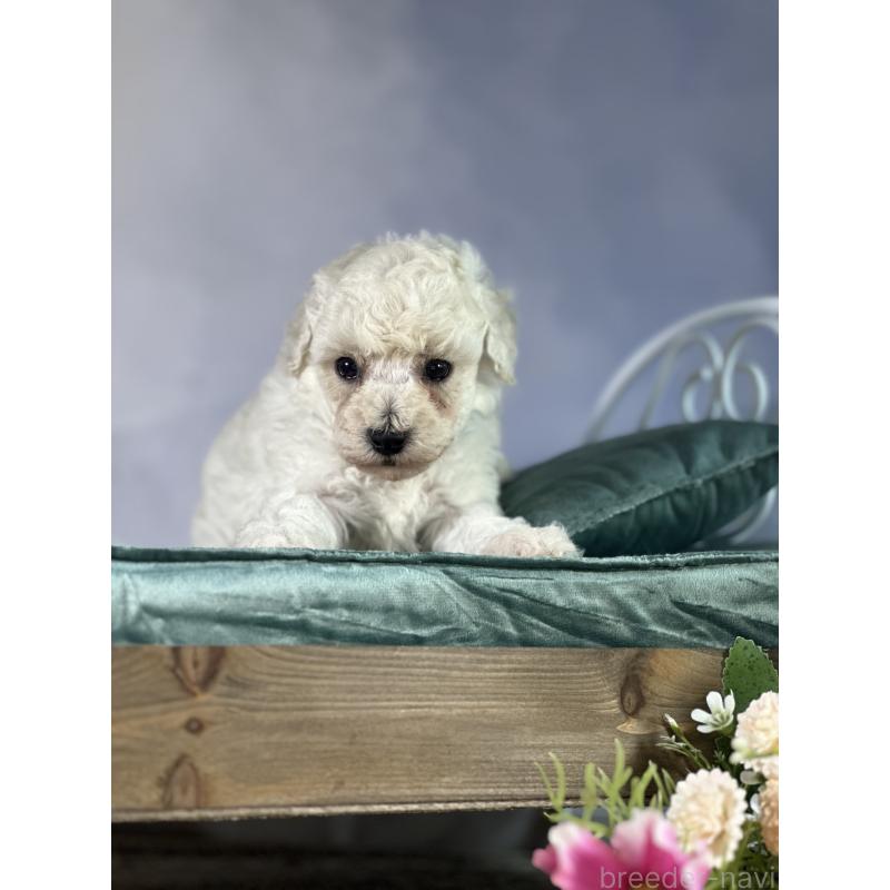 成約済の京都府のトイプードル-413395の32枚目