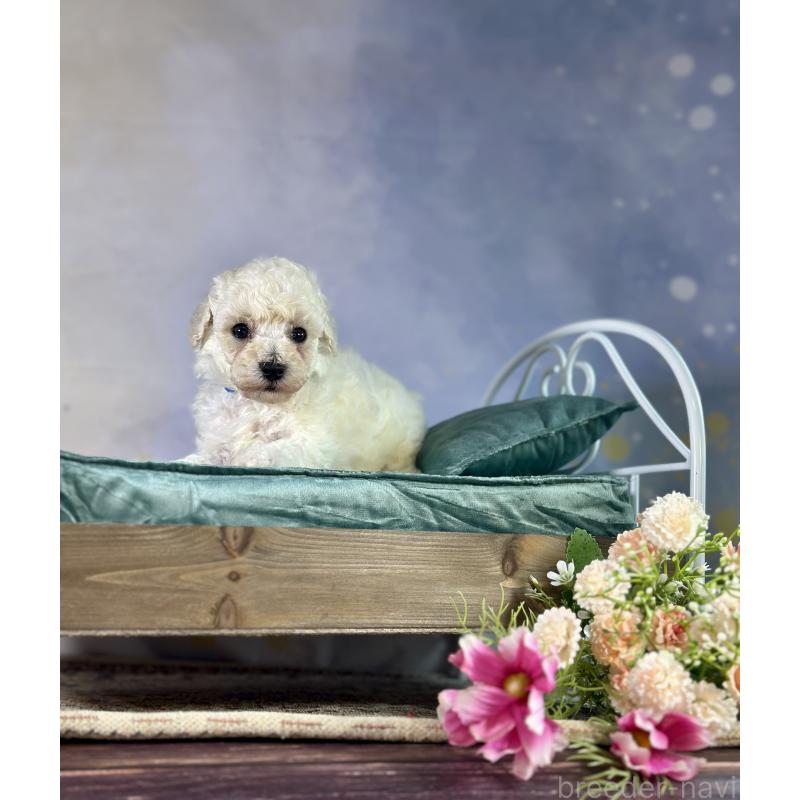 成約済の京都府のトイプードル-413395の31枚目