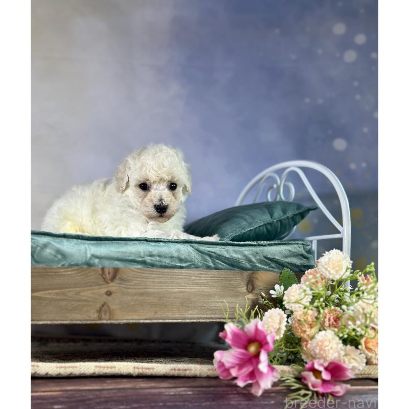 成約済の京都府のトイプードル-413395の30枚目