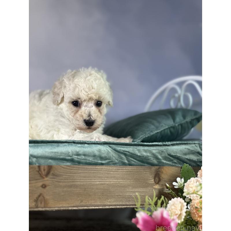 成約済の京都府のトイプードル-413395の29枚目