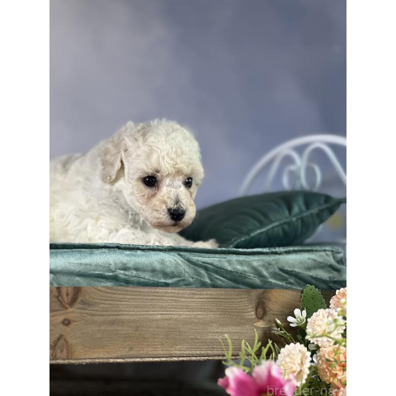 成約済の京都府のトイプードル-413395の28枚目