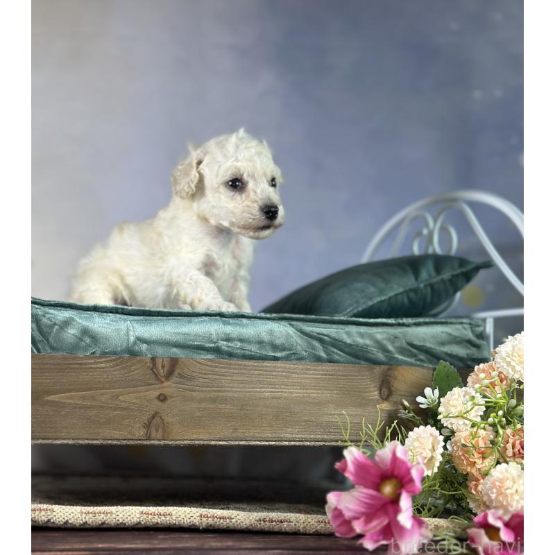 販売中の京都府のタイニープードル-413400の58枚目