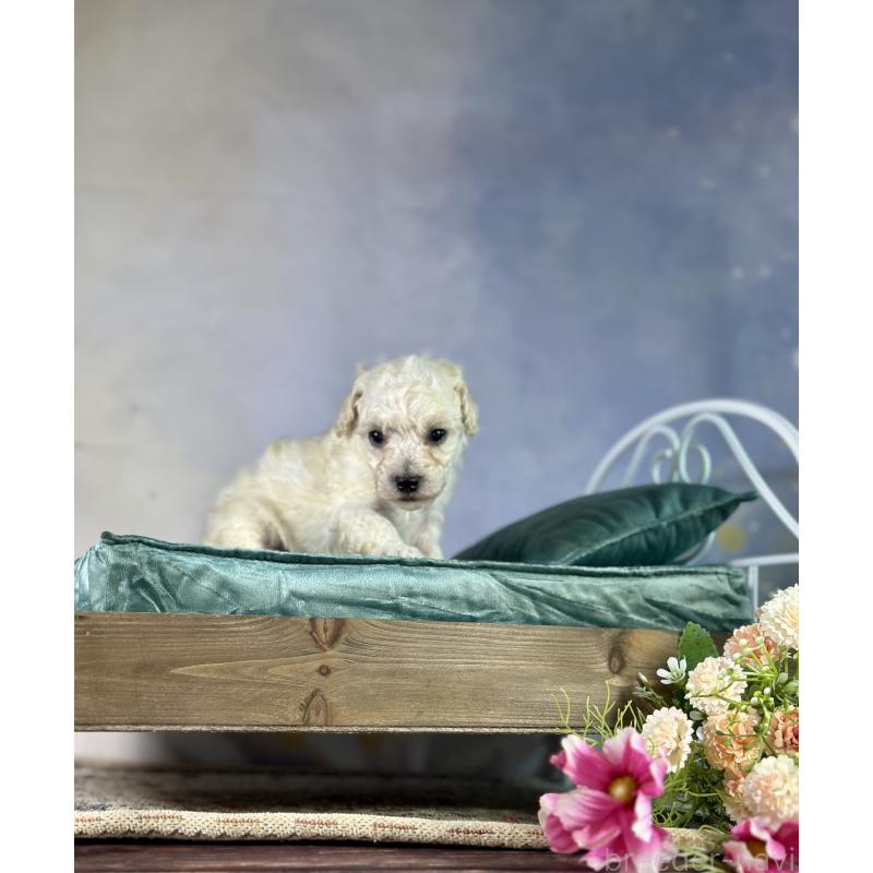 販売中の京都府のタイニープードル-413400の57枚目