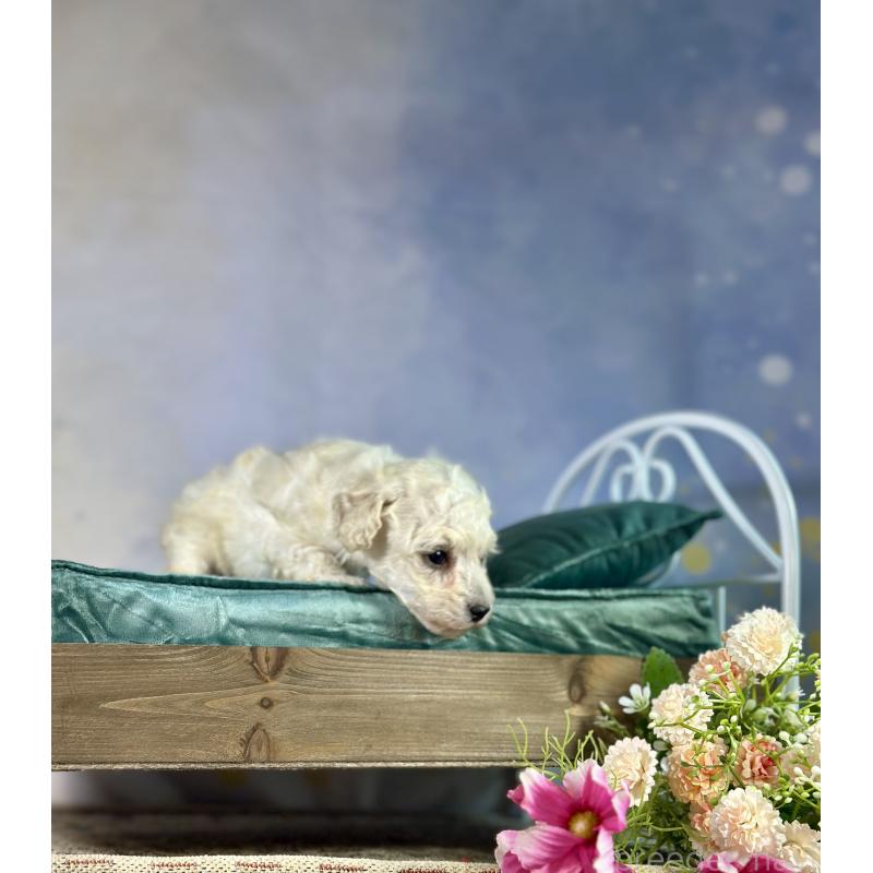 販売中の京都府のタイニープードル-413400の56枚目