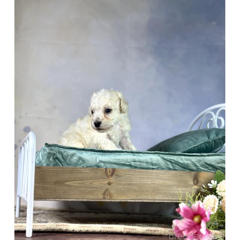 販売中の京都府のタイニープードル-413400の54枚目