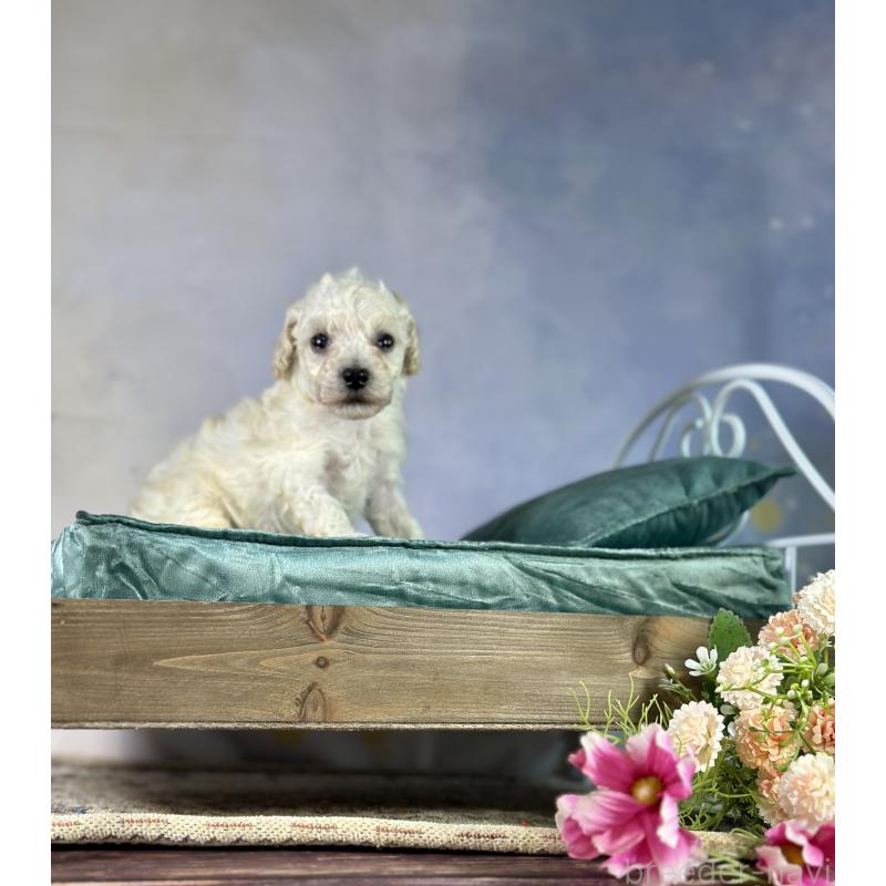 販売中の京都府のタイニープードル-413400の53枚目