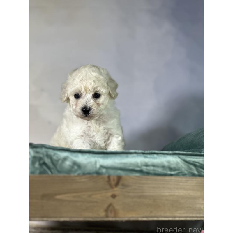 成約済の京都府のトイプードル-413396の45枚目