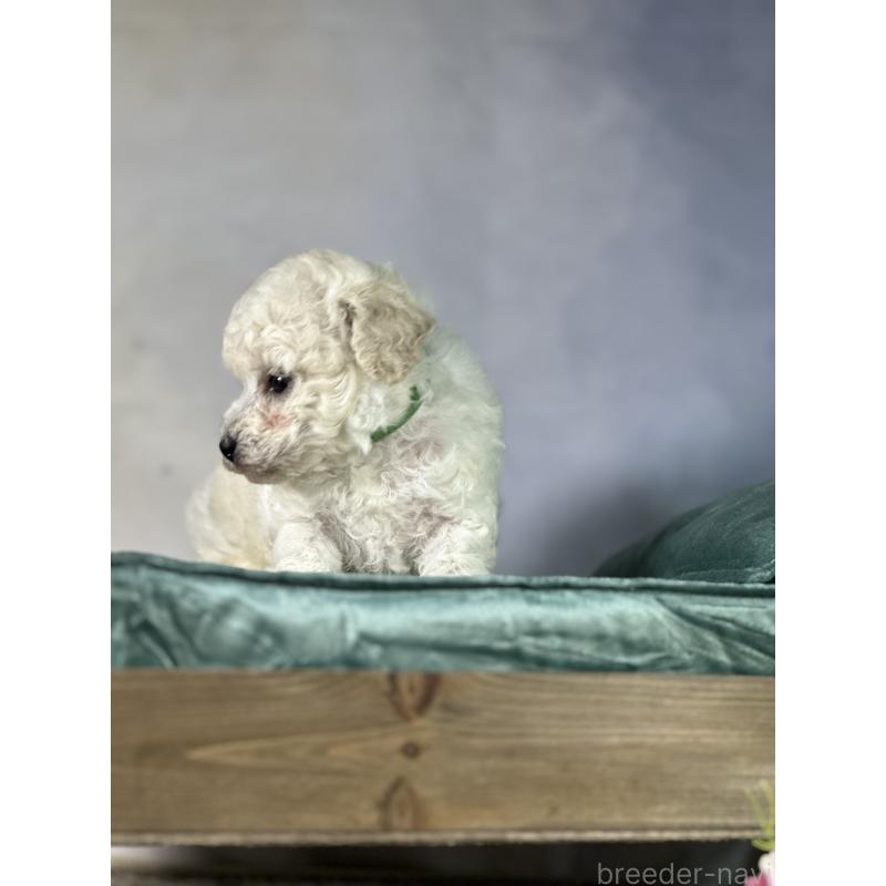 成約済の京都府のトイプードル-413396の44枚目