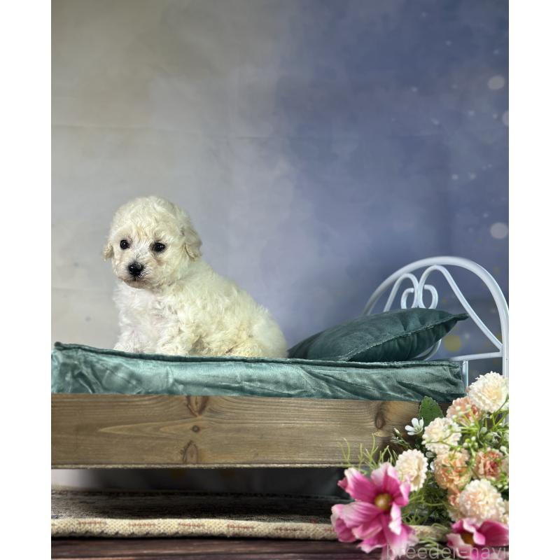 成約済の京都府のトイプードル-413396の43枚目