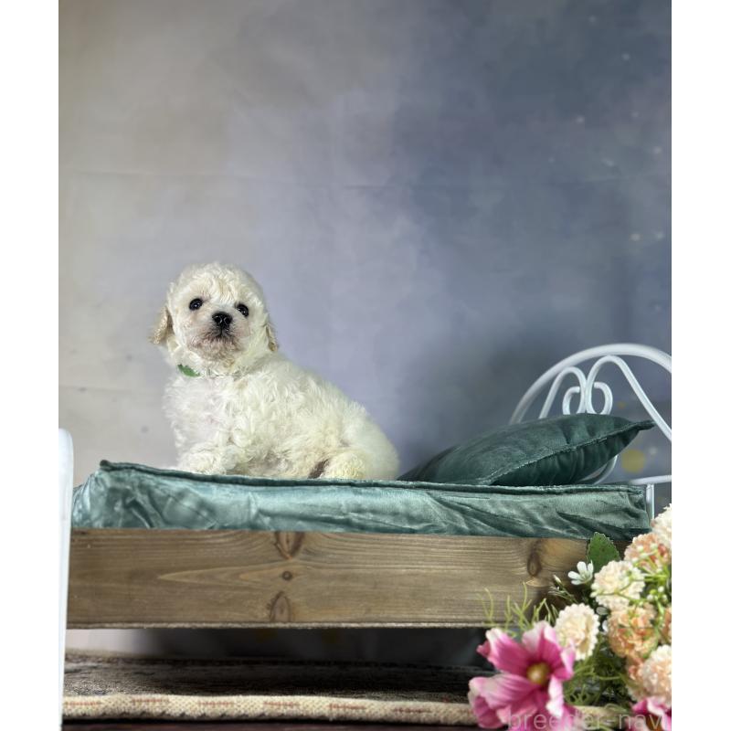 成約済の京都府のトイプードル-413396の42枚目