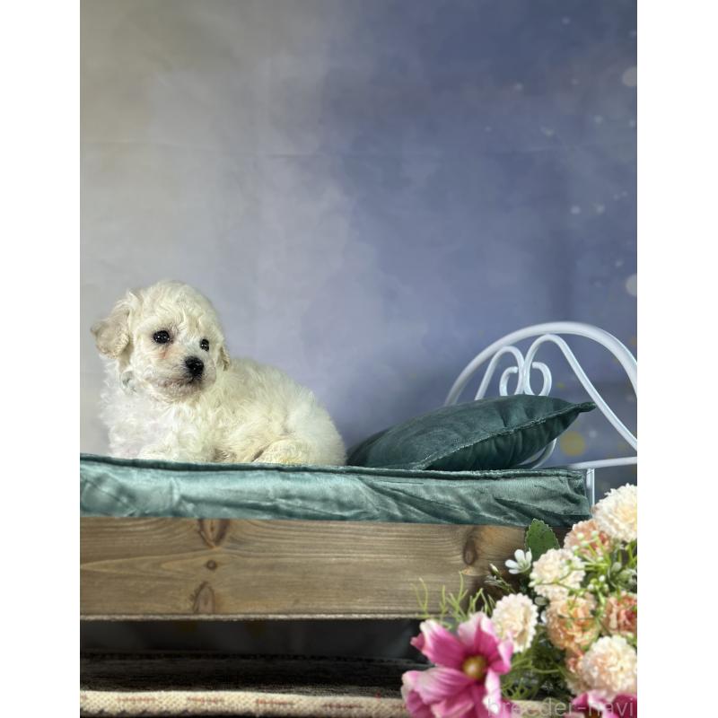 成約済の京都府のトイプードル-413396の41枚目