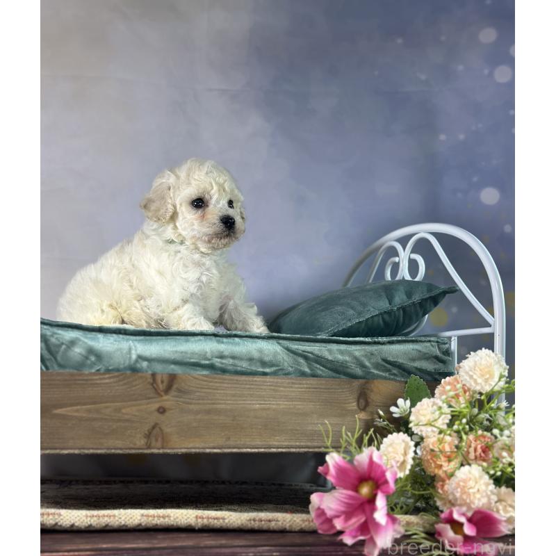 成約済の京都府のトイプードル-413396の40枚目