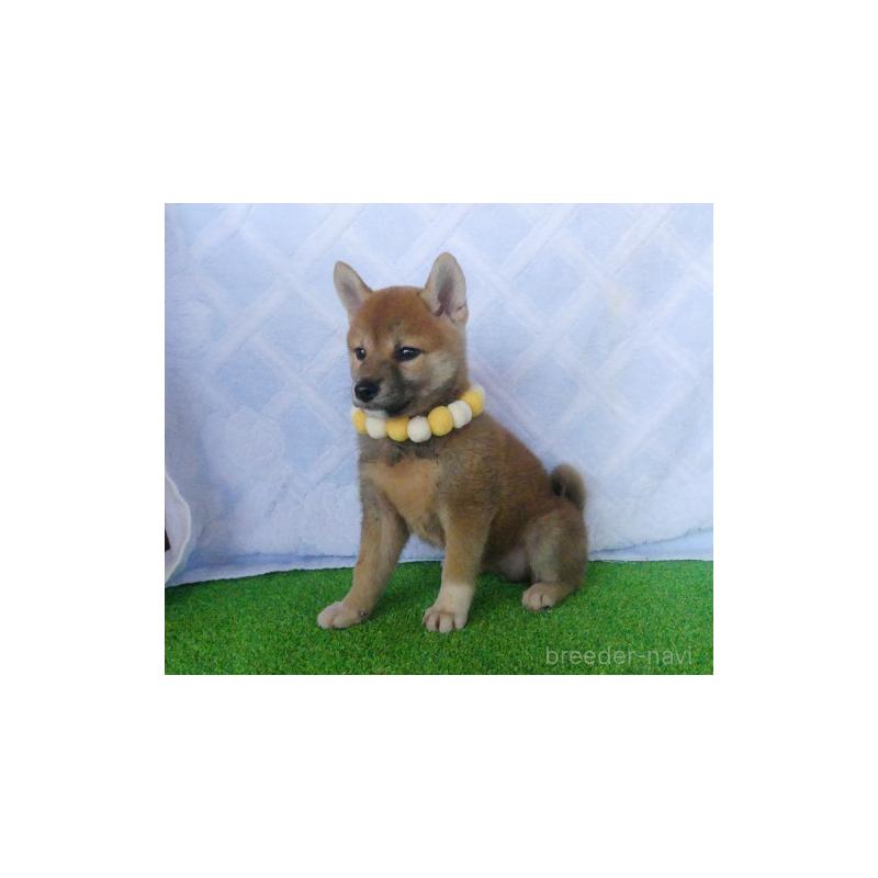 販売中の静岡県の柴犬-414826の4枚目