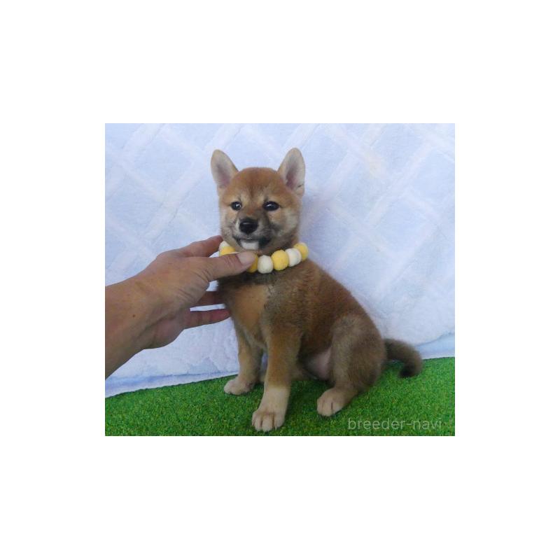 販売中の静岡県の柴犬-414826の5枚目