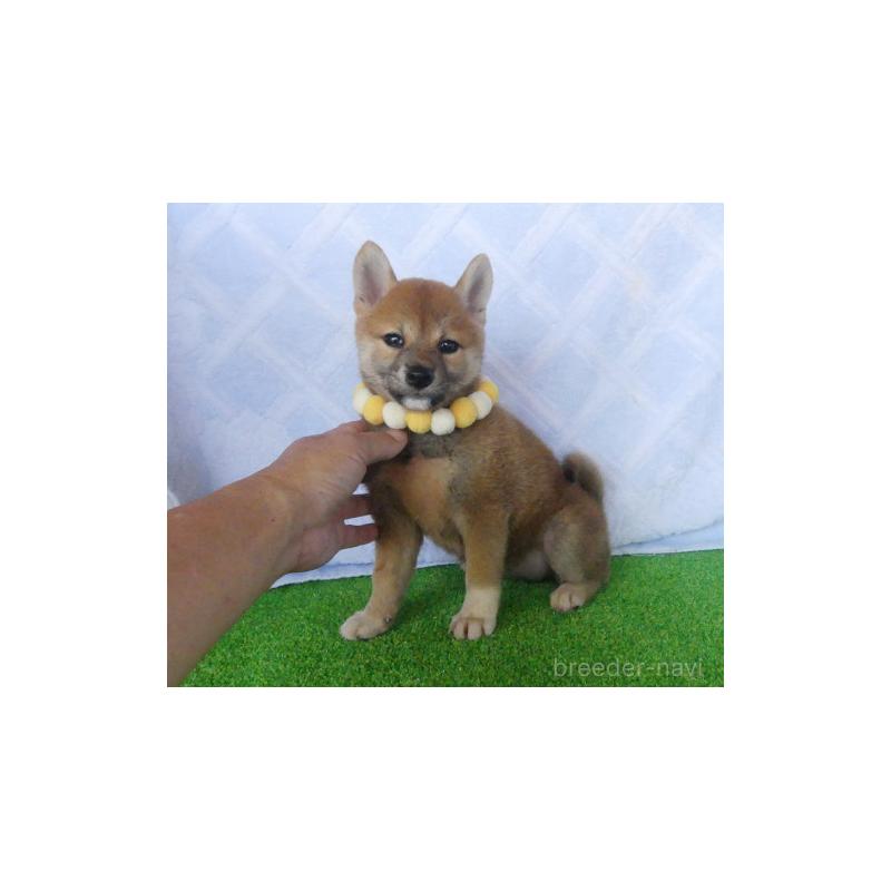 販売中の静岡県の柴犬-414826の3枚目