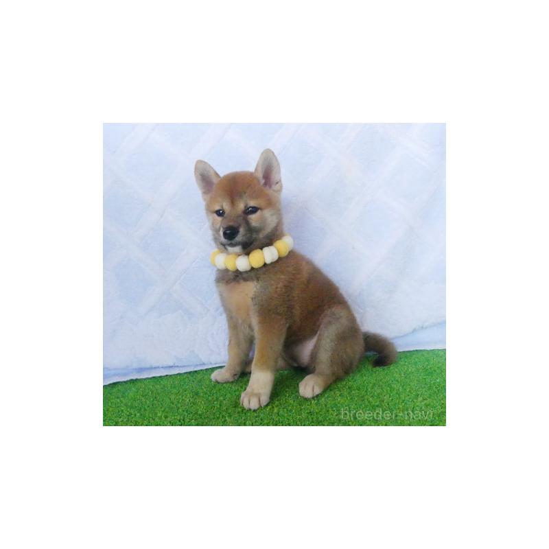 販売中の静岡県の柴犬-414826の2枚目