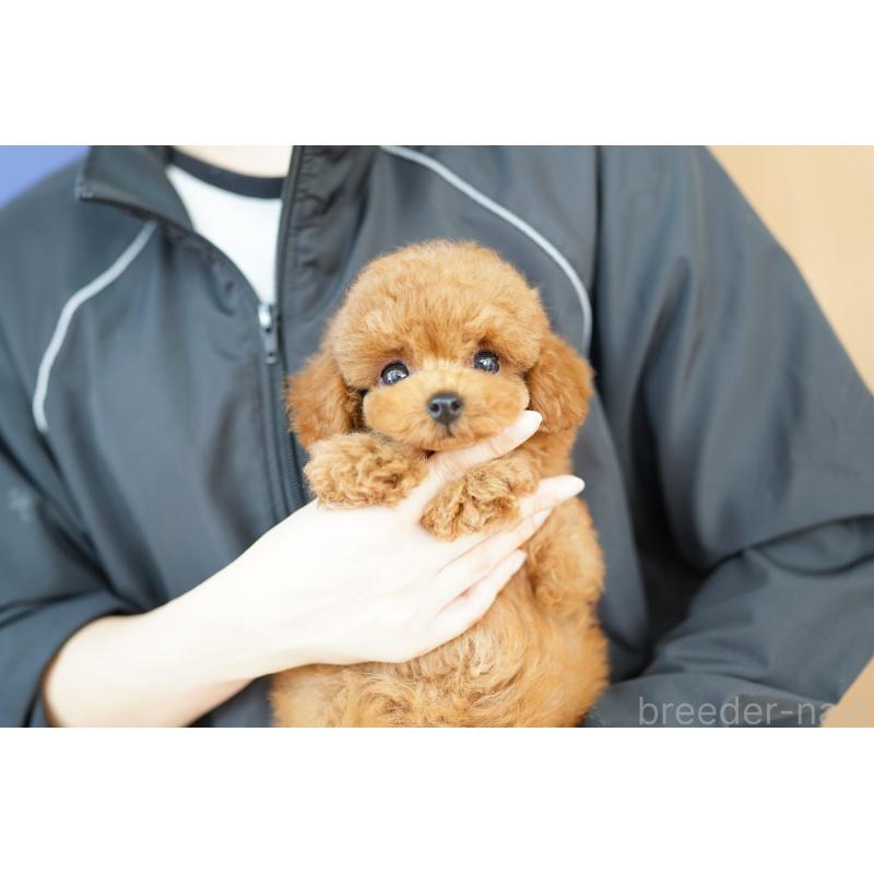 販売中の埼玉県のトイプードル-414830の4枚目