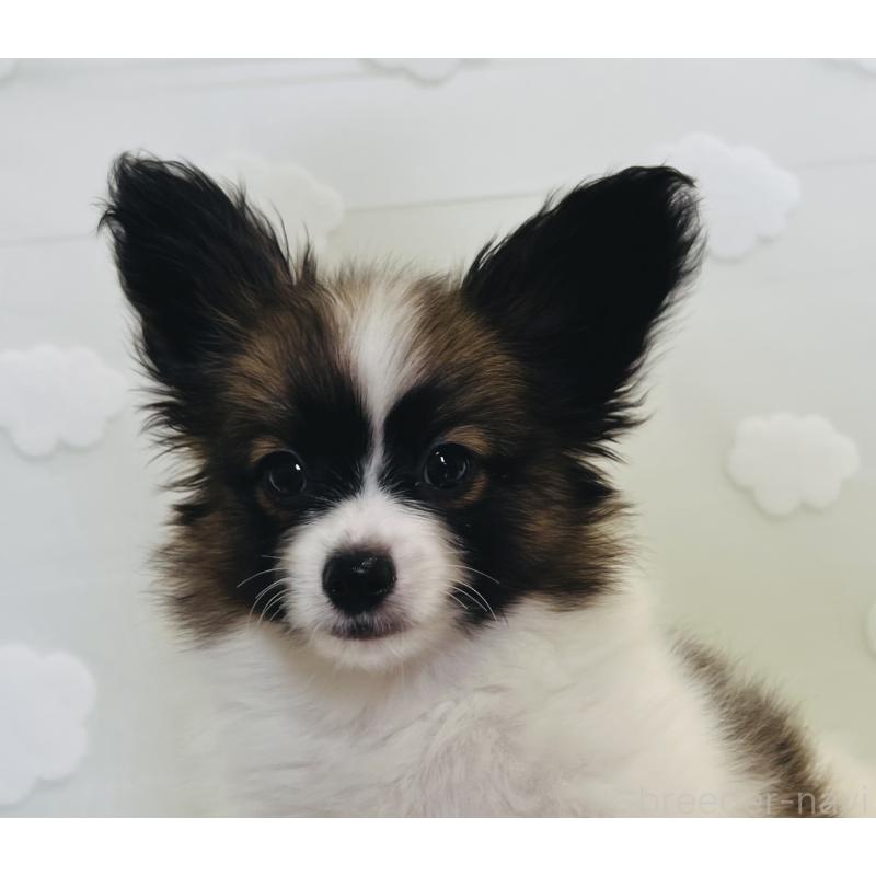 成約済の埼玉県のパピヨン-403052の4枚目