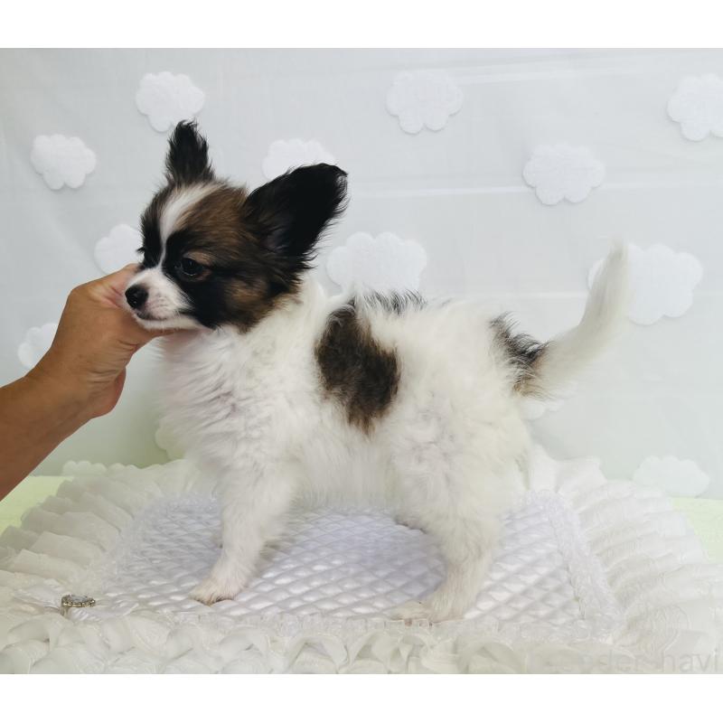 成約済の埼玉県のパピヨン-403052の3枚目