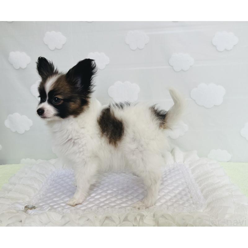 成約済の埼玉県のパピヨン-403052の2枚目