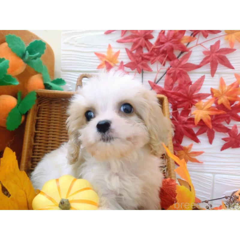 成約済の北海道のミックス犬-409969の8枚目