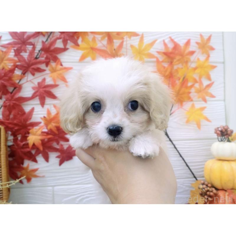 成約済の北海道のミックス犬-409969の6枚目