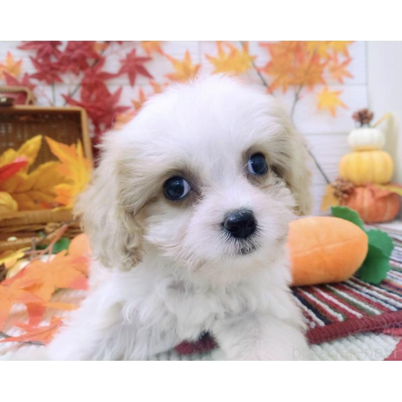 成約済の北海道のミックス犬-409969の5枚目