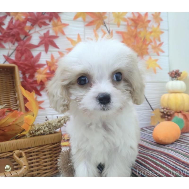 成約済の北海道のミックス犬-409969の4枚目