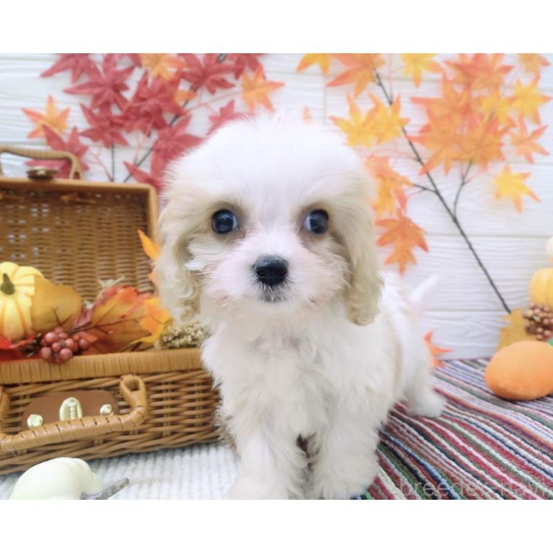 成約済の北海道のミックス犬-409969の3枚目