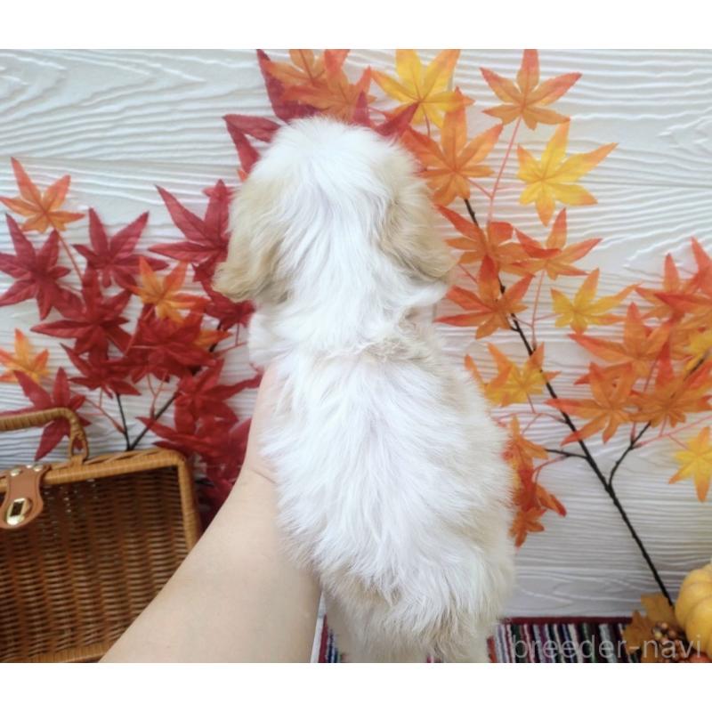 成約済の北海道のミックス犬-409969の2枚目