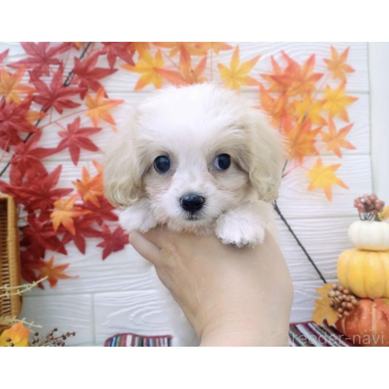 成約済の北海道のミックス犬-409972の4枚目