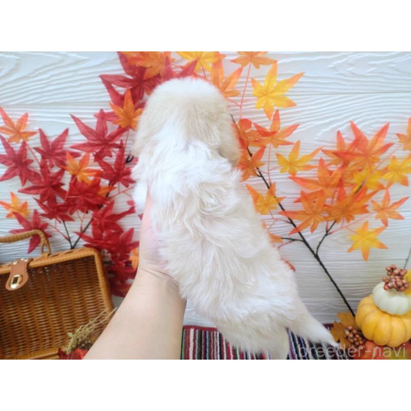 成約済の北海道のミックス犬-409972の2枚目