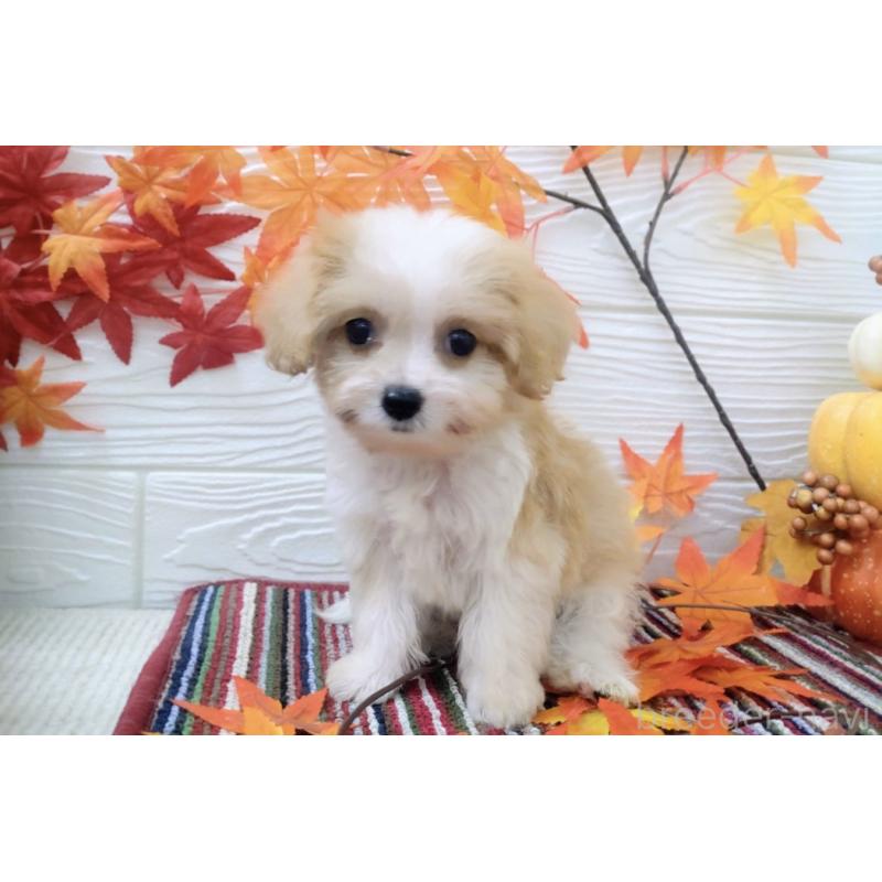 販売中の北海道のミックス犬-409976の6枚目