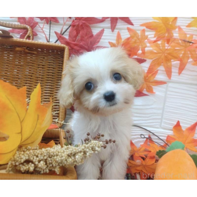 販売中の北海道のミックス犬-409976の5枚目