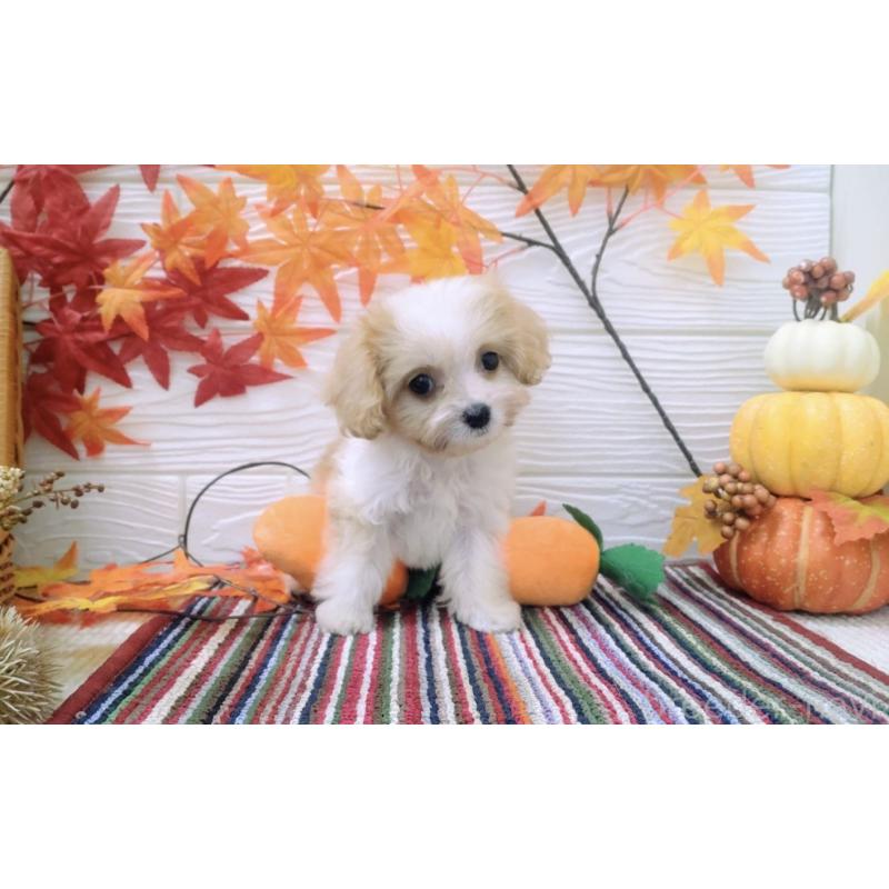 販売中の北海道のミックス犬-409976の4枚目