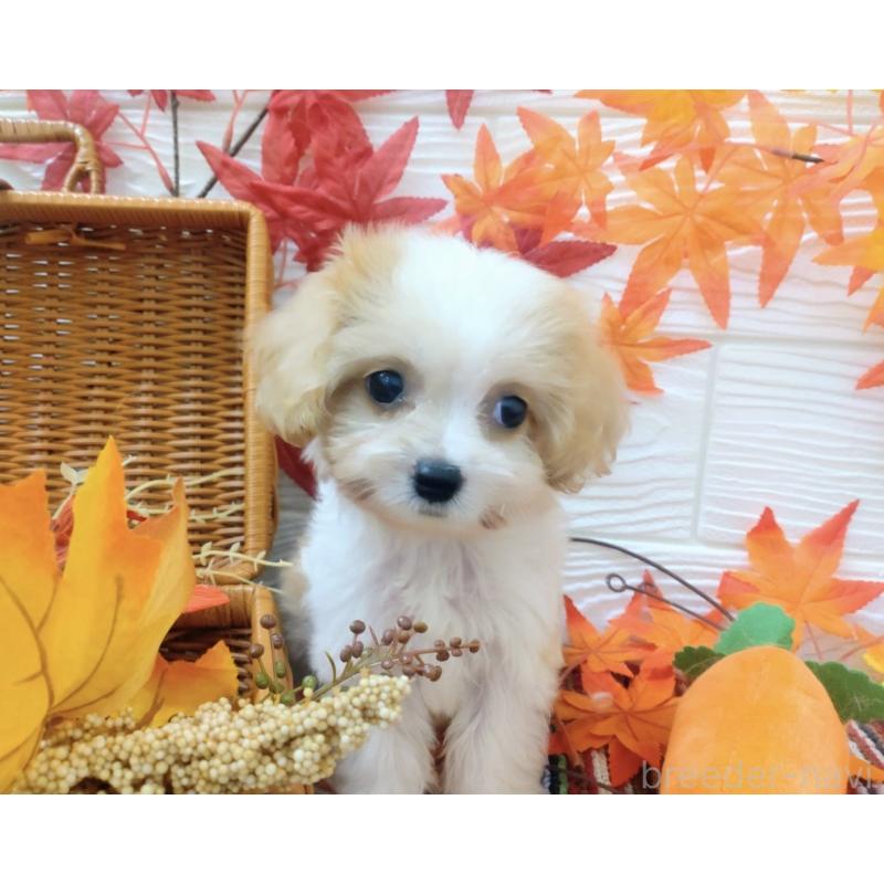 販売中の北海道のミックス犬-409976の3枚目