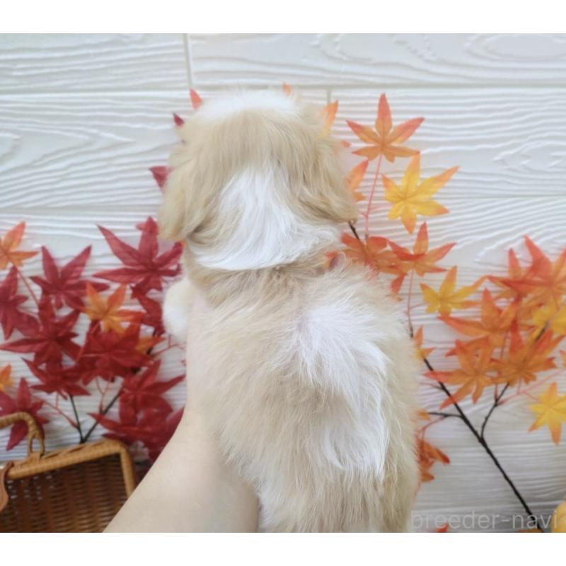 販売中の北海道のミックス犬-409976の2枚目