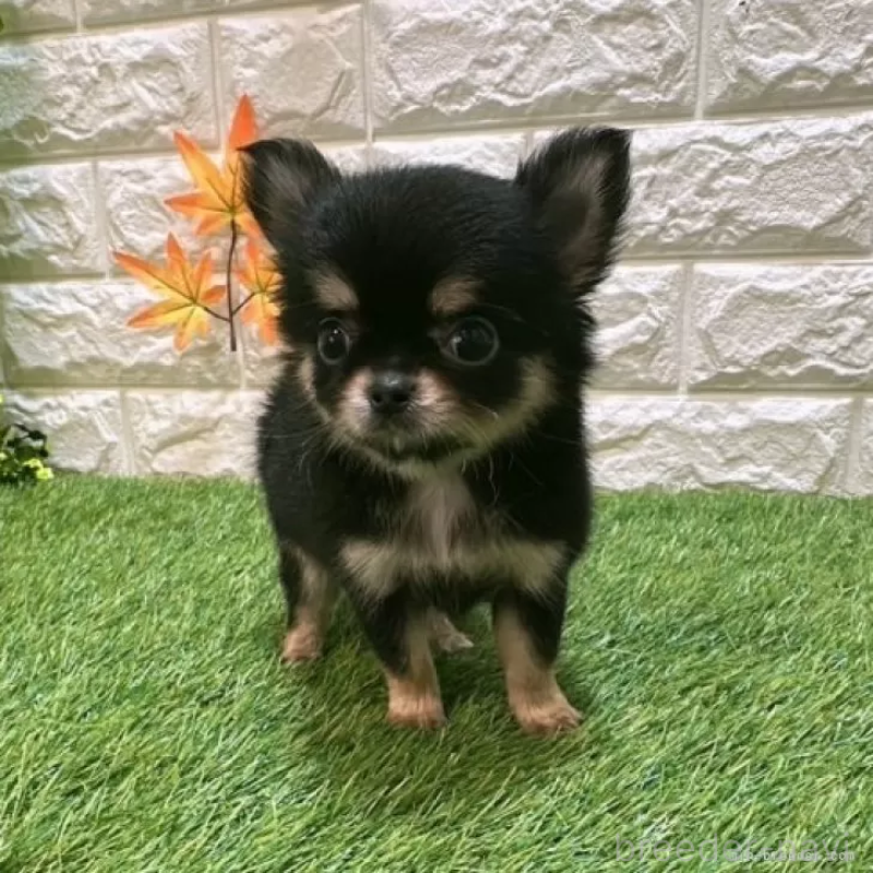 成約済の愛知県のチワワ(ロングコート)-410377の1枚目