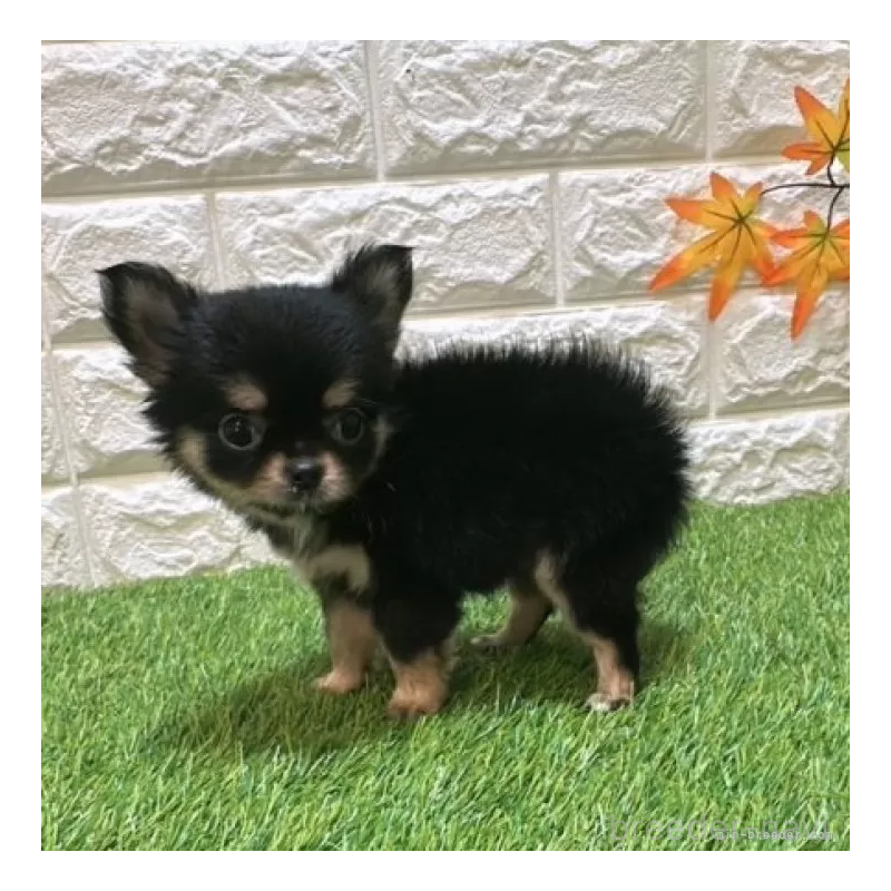 成約済の愛知県のチワワ(ロングコート)-410377の5枚目