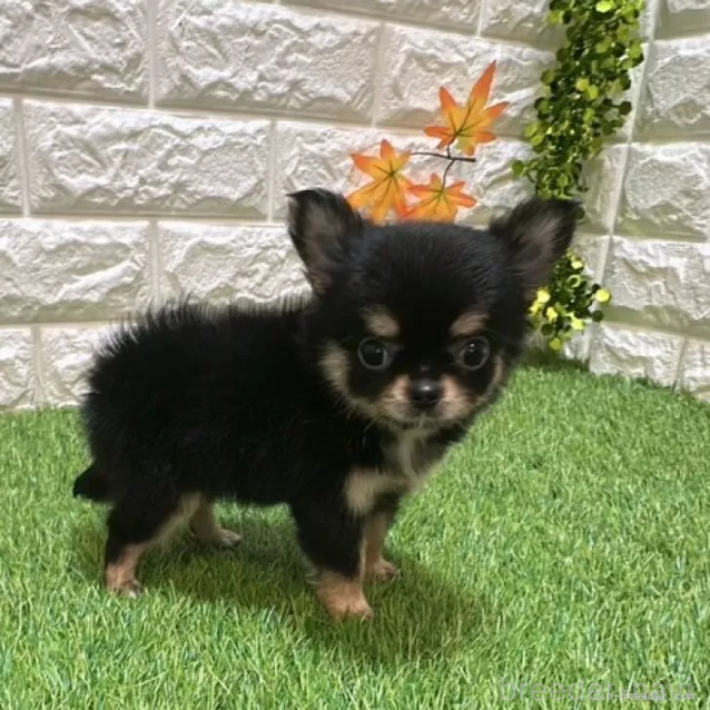 成約済の愛知県のチワワ(ロングコート)-410377の4枚目